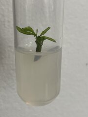GMO - 13 jours