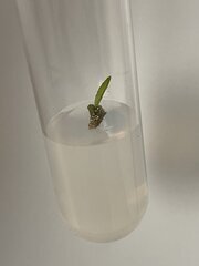In vitro contamination