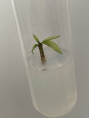 In vitro contamination