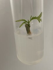 In vitro contamination