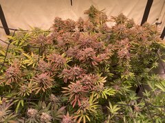 Neville OG