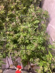 Tropicanna Punch BX1