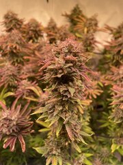 Neville OG