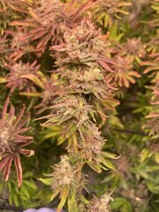 Neville OG