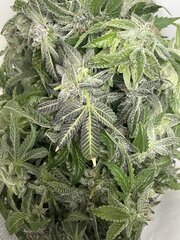 Tropicanna Punch BX1 - Oni