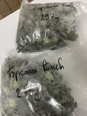 Tropicanna Punch BX1 - Oni