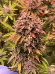 Neville OG