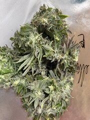 Neville OG
