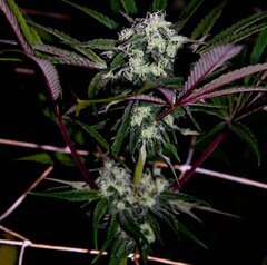 Pineapple Express (Big Bud x Hawaiian Skunk)