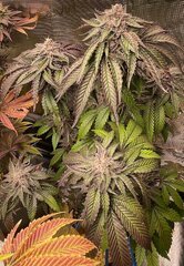 IMG_8386.jpeg