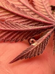 IMG_8470.jpeg