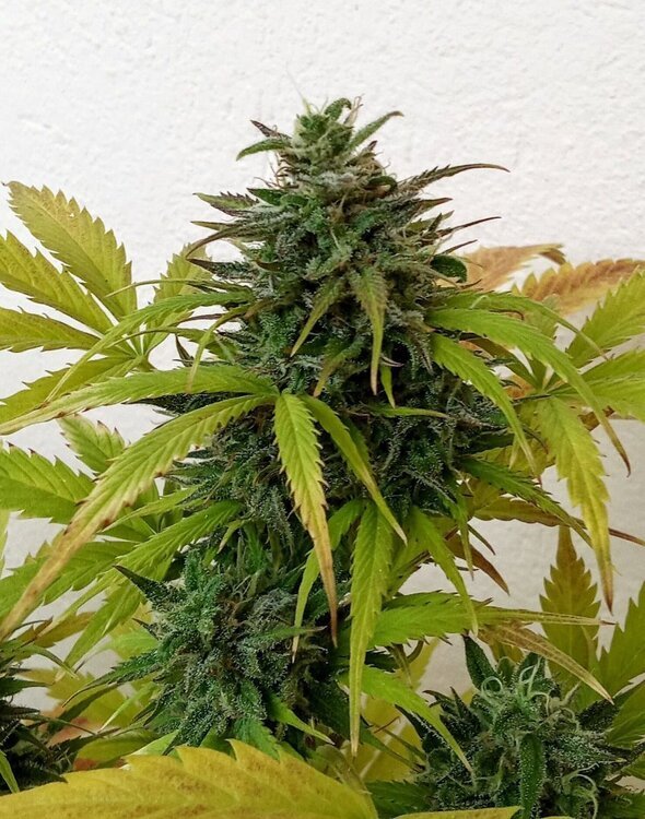 Basty photo du moi de mai 2025 Choco auto ou Sticky orange xxl auto.jpg