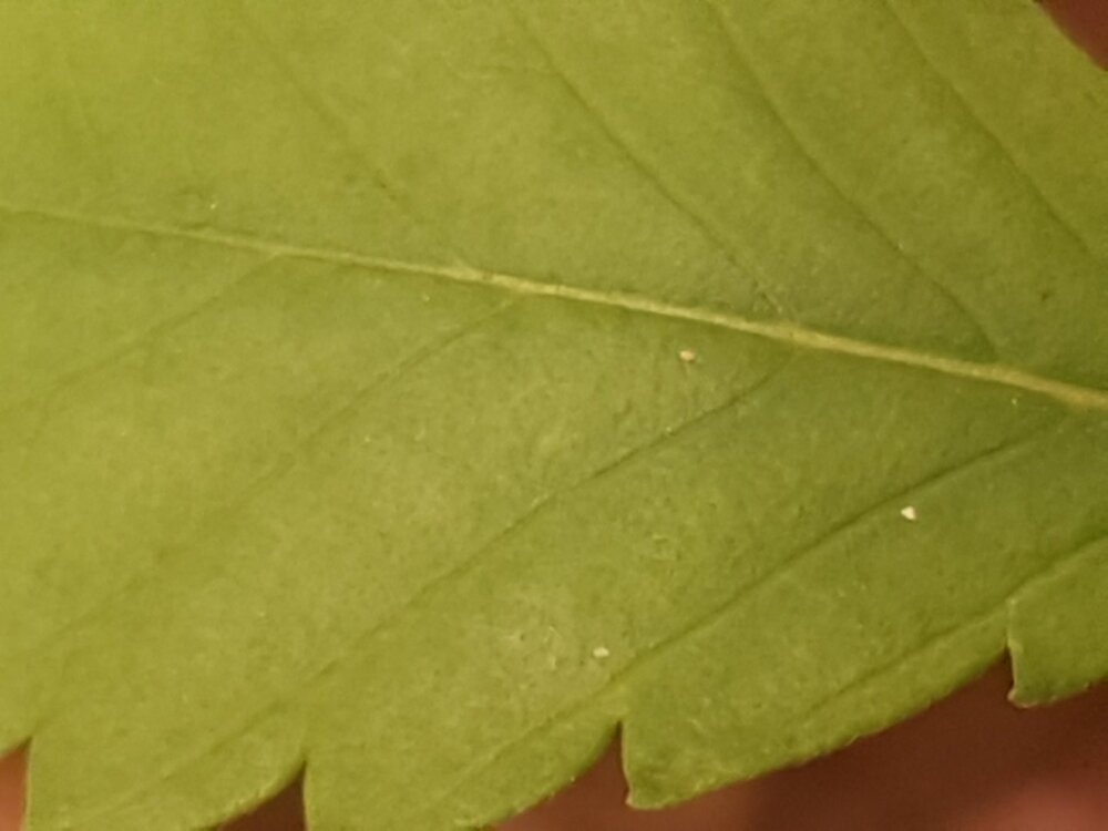 20250523_202019.jpg