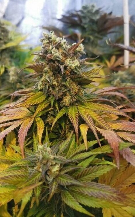 Afghani#1 photo du moi  mai pierre99 Cannaweed.jpg