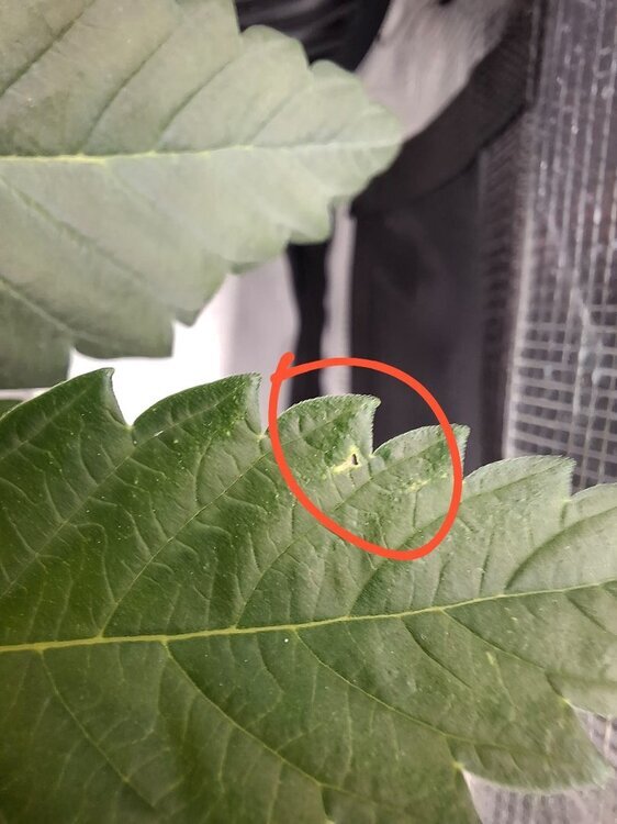 38046330_canna12.thumb.jpg.8846d79131e9f05ce428204f308695b8.jpg