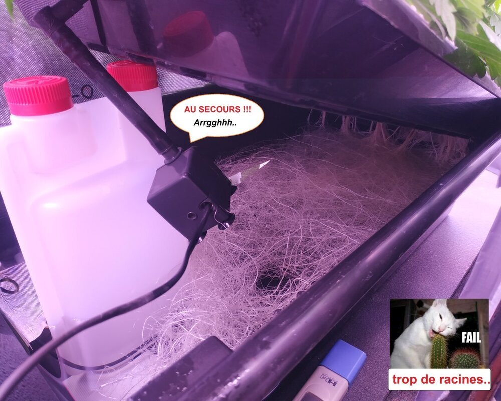 un poil trop de racines Lamic-Tal.jpg