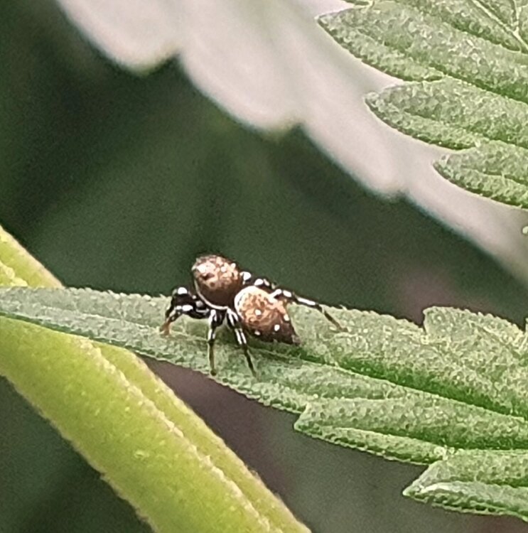512111850_Heliophanuscftribulosus.thumb.jpg.c07cb36c888bd4e7d923a7cc549f37be.jpg