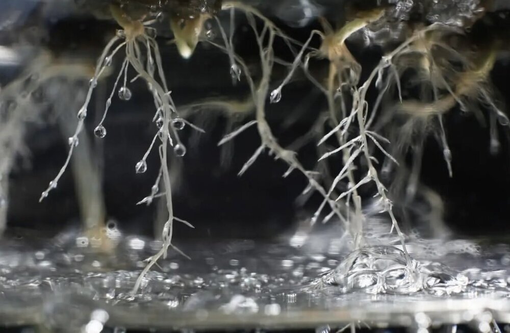 DWC hydro bulle oxygène racines.jpg