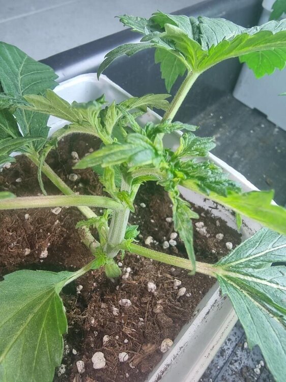 C80145D5-5B60-484B-B246-BF2F0D56DE66.jpeg
