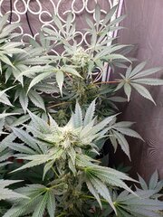 13 Ivory Breath Flo+31 [12-12 +46].jpg