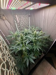 16 Ivory Breath Flo+31 [12-12 +46].jpg