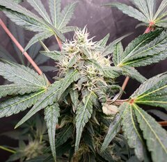 13-1 Ivory Breath fem Flo+31 [12-12 +46].jpg
