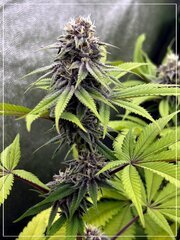 FLO+36  bud A.jpg