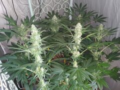 18 Ivory Breath Flo+31 [12-12 +46].jpg