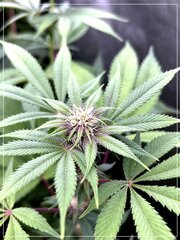 FLO+20  bud A.jpg