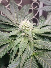 09 Ivory Breath Flo+19 [12-12 +34].jpg