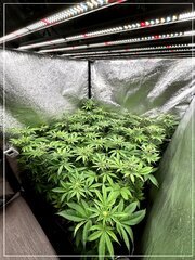 FLO+20  vue droite.jpg