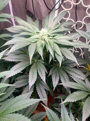 08 Ivory Breath Flo+18 [12-12 +33]