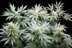 11 Ivory Breath Flo+30 [12-12+45].jpg