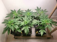 04 Ivory breath 12-12 +10.jpg