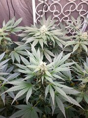 14 Ivory Breath Flo+31 [12-12 +46].jpg
