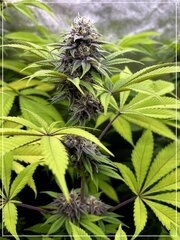FLO+36  bud B.jpg