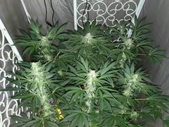 17 Ivory Breath Flo+31 [12-12 +46].jpg