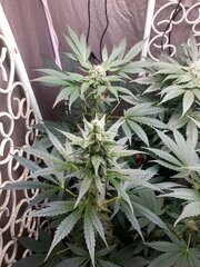 15 Ivory Breath Flo+31 [12-12 +46].jpg