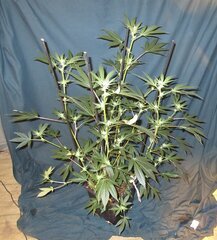 IMG_0082