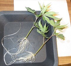 IMG_0083.JPG