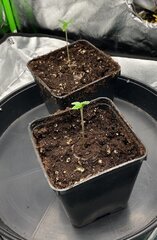 Burger kush x2 [WorldOfSeeds]