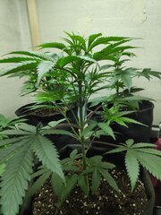IMG_20240221_094743.jpg