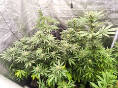 IMG_20250511_123952.jpg