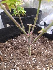 IMG_20250517_153658.jpg