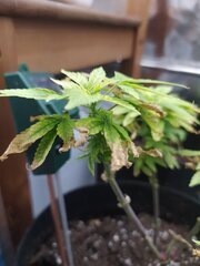 IMG_20250517_153707.jpg