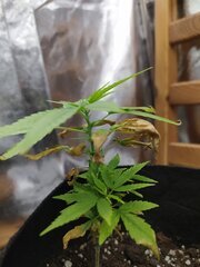 IMG_20250517_153825.jpg
