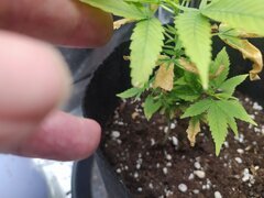 IMG_20250517_153857.jpg