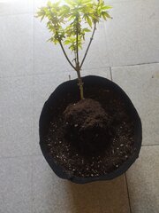 IMG_20250518_145812.jpg