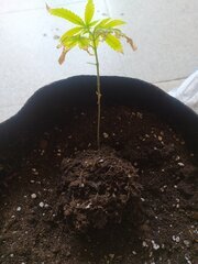 IMG_20250518_153955.jpg