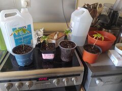 IMG_20250518_154744.jpg